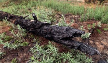 Traditional Knowledge Meets Science in Northern California Tribe's Environmental Planning