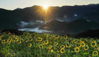 After nuclear disaster, sunflowers were planted. And they could transform the landscape in a very interesting way