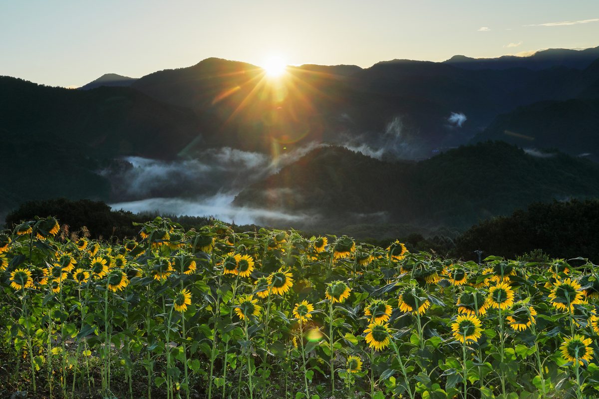 After nuclear disaster, sunflowers were planted. And they could transform the landscape in a very interesting way