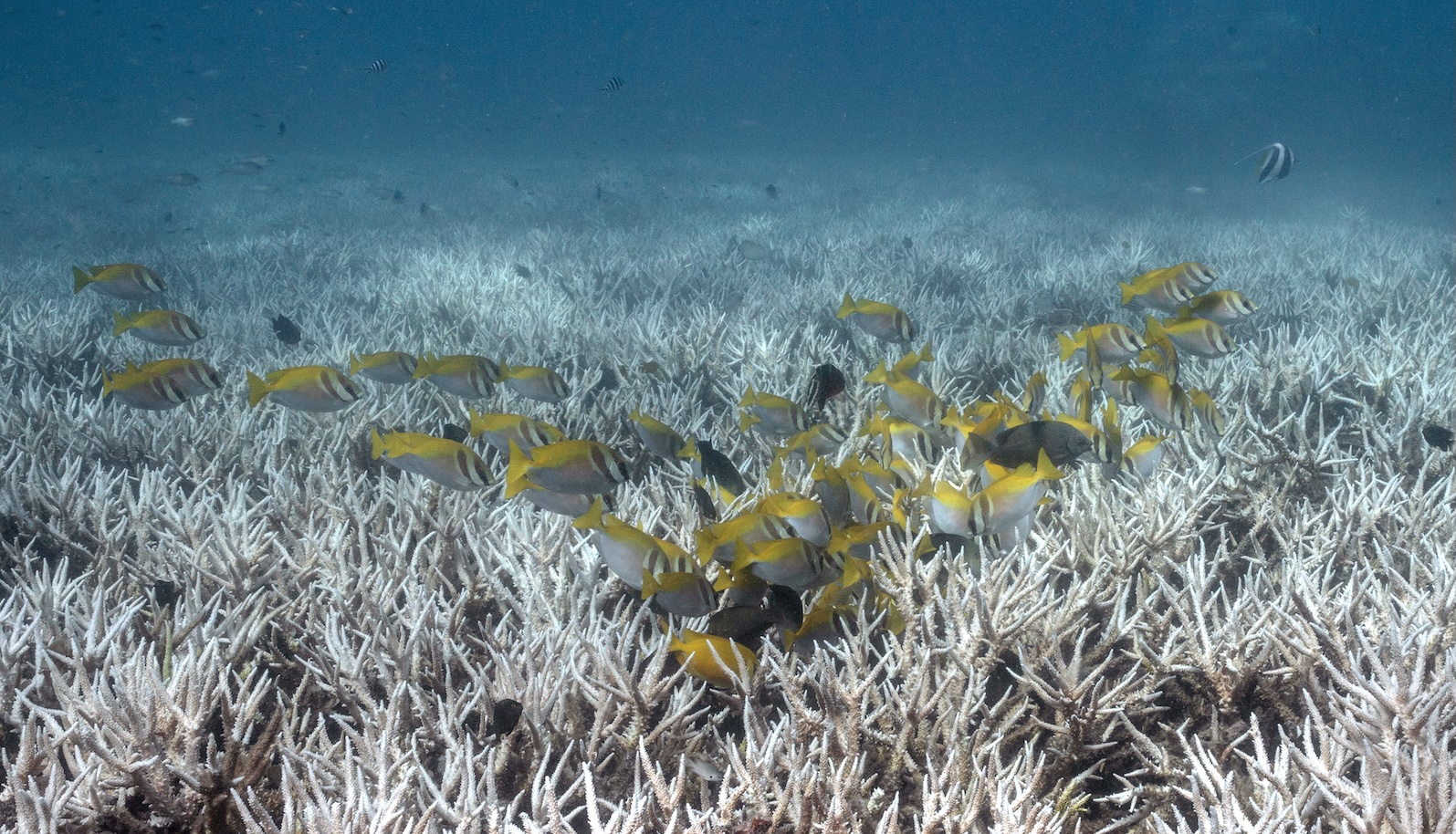 Fish swim over a bleached coral reef
