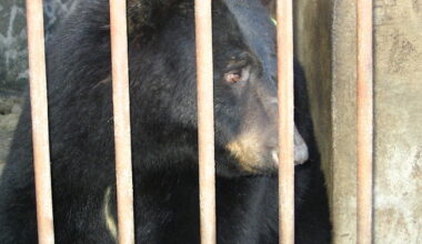 South Korea to End Bear Bile Farming After Decades of Controversy