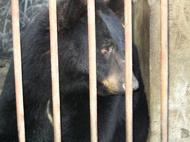 South Korea to End Bear Bile Farming After Decades of Controversy