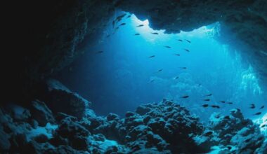 Large parts of the world’s oceans are growing darker, study finds