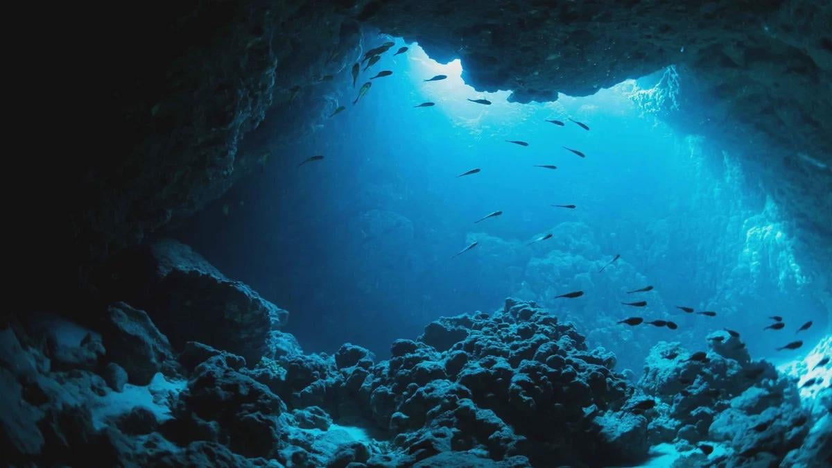 Large parts of the world’s oceans are growing darker, study finds