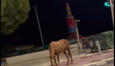 cover Horse roams unattended on roads in Protaras