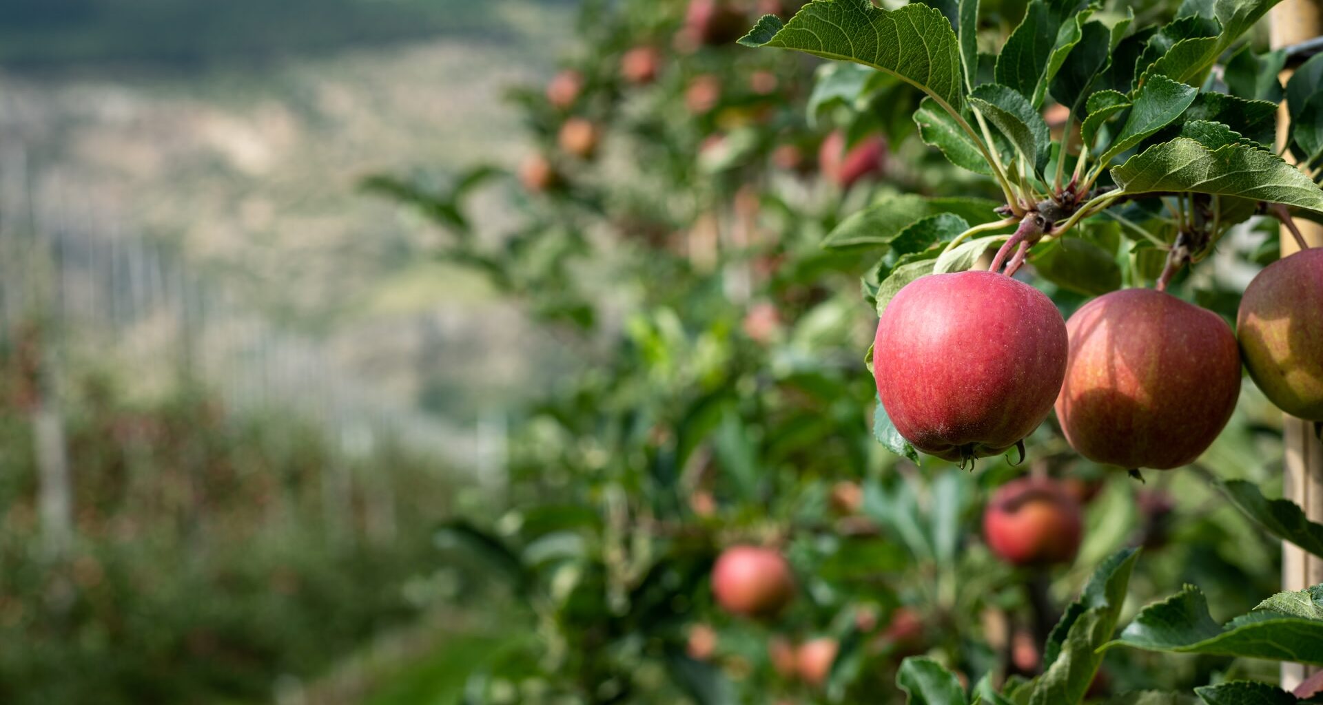 Hungary is facing a historic blow to the country's apple production, with new data showing the 2025 harvest is expected to hit its lowest level ever.