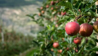 Hungary is facing a historic blow to the country's apple production, with new data showing the 2025 harvest is expected to hit its lowest level ever.