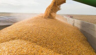 Moldova not to extend licensing program for grain imports from Ukraine