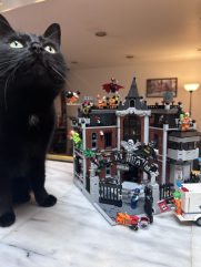 My girl Jasper impressed with my building skills