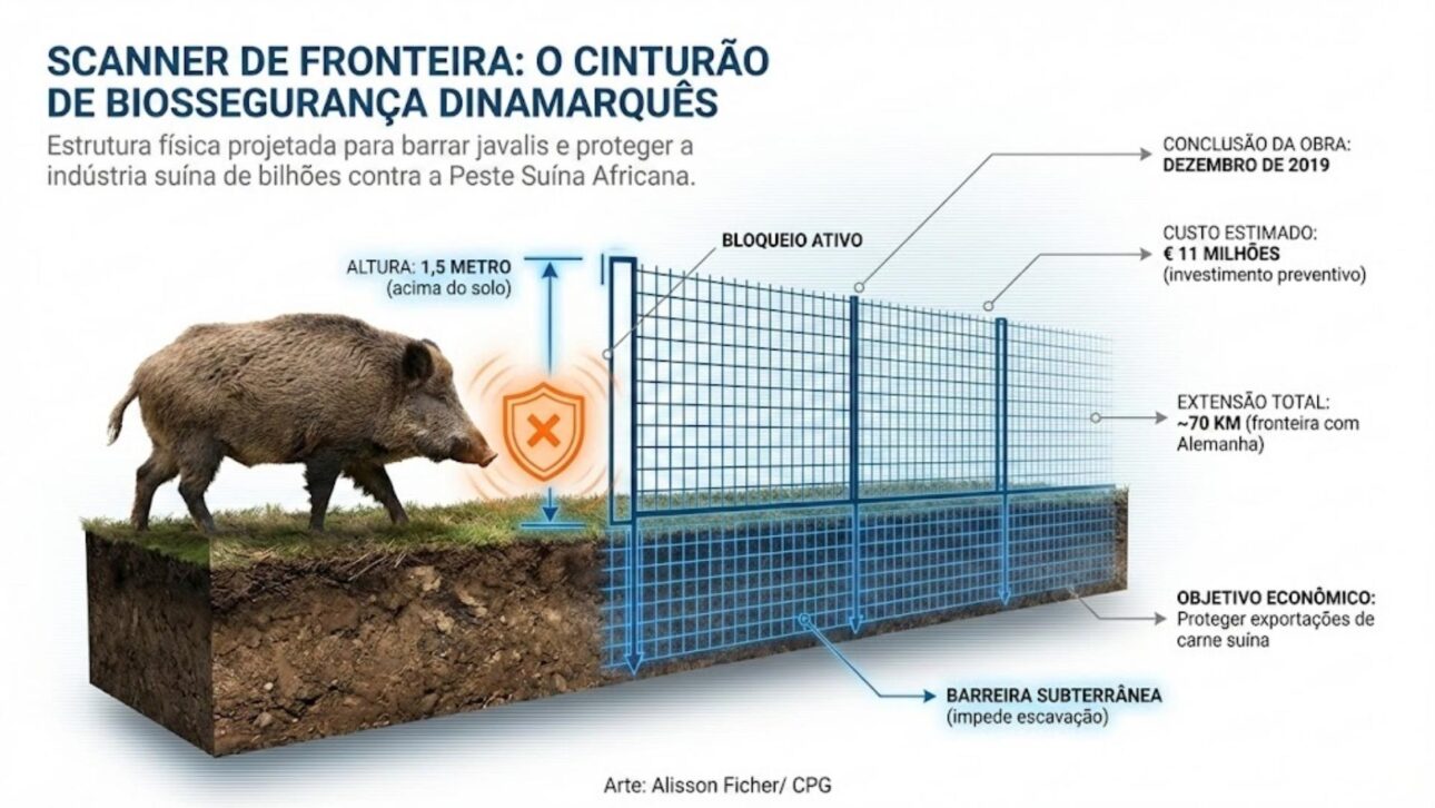 Dinamarca ergue cerca na fronteira com a Alemanha para barrar javalis e reduzir risco de peste suína africana na suinocultura exportadora.