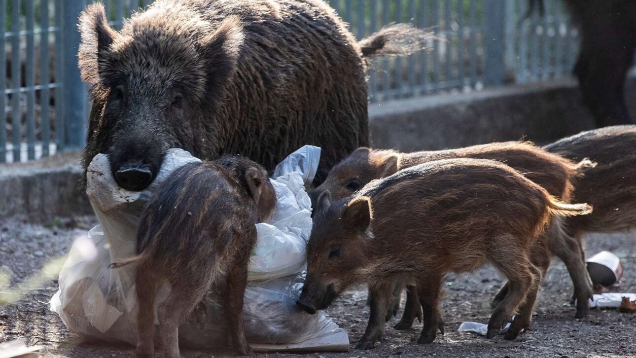Dinamarca ergue cerca na fronteira com a Alemanha para barrar javalis e reduzir risco de peste suína africana na suinocultura exportadora.