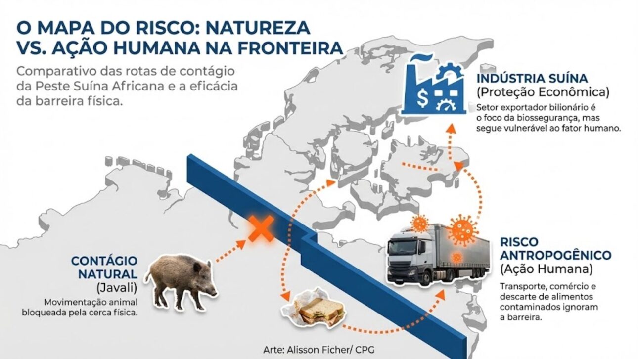 Dinamarca ergue cerca na fronteira com a Alemanha para barrar javalis e reduzir risco de peste suína africana na suinocultura exportadora.