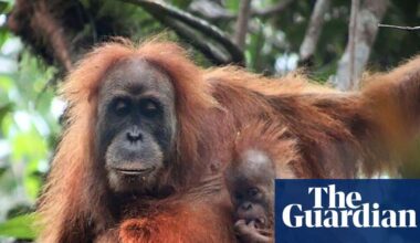 Indonesia floods were ‘extinction level’ disturbance for world’s rarest ape | Indonesia
