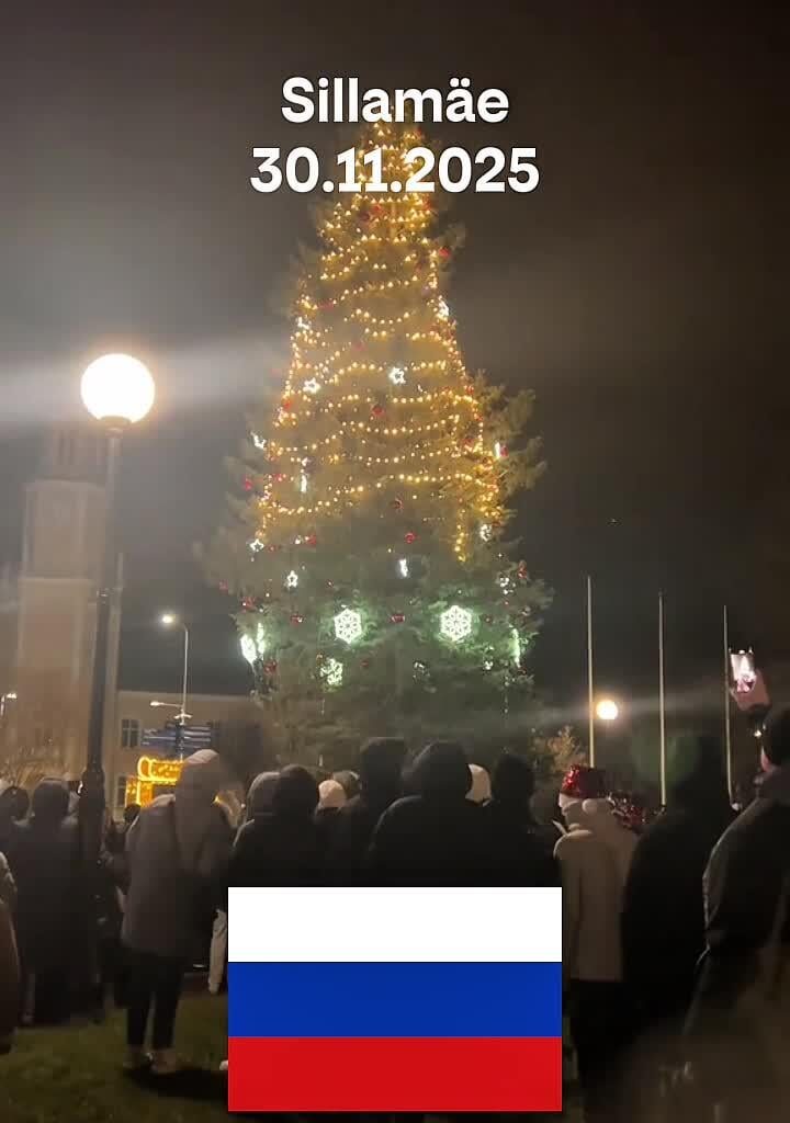 Sillamäe umbkeelne kuusk