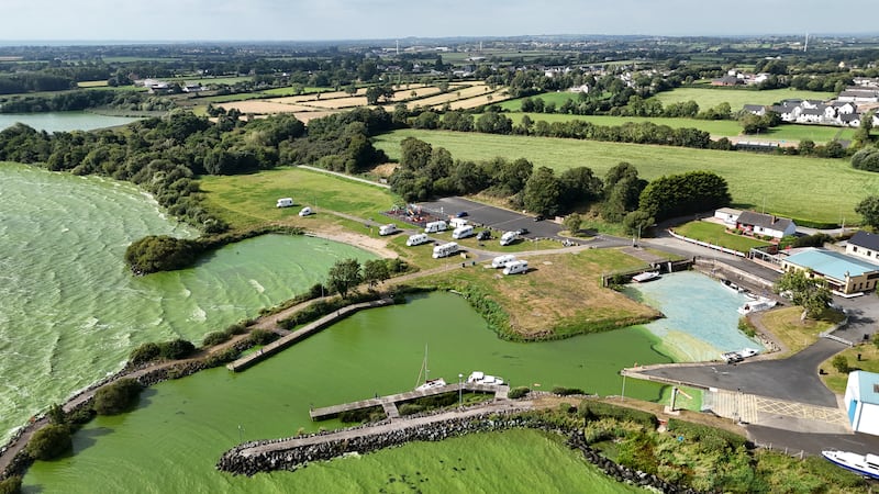 Blue-green algae at Battery Harbour  on Lough Neagh near Cookstown, Co Tyrone, in August. Photograph: Niall Carson/PA Wire