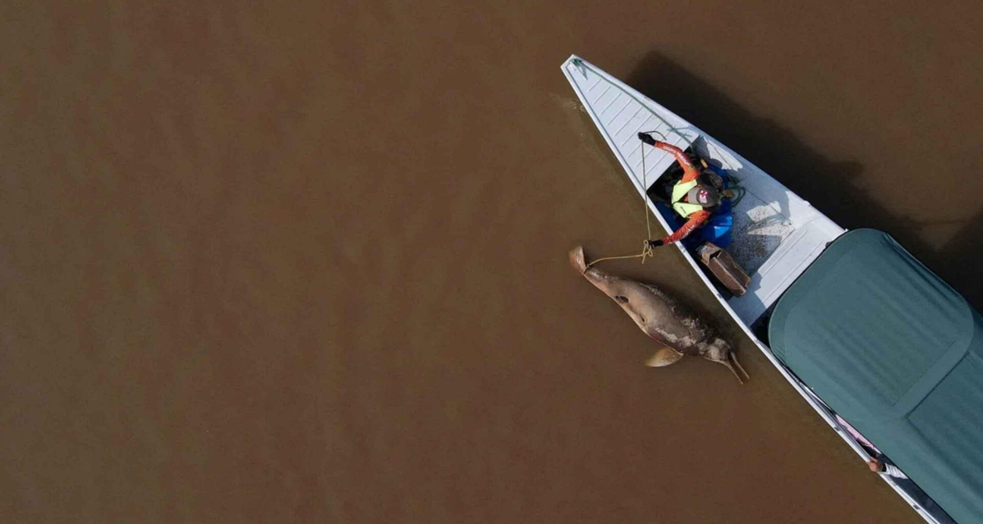 Amazon river dolphins found dead in waters warmer than a hot tub