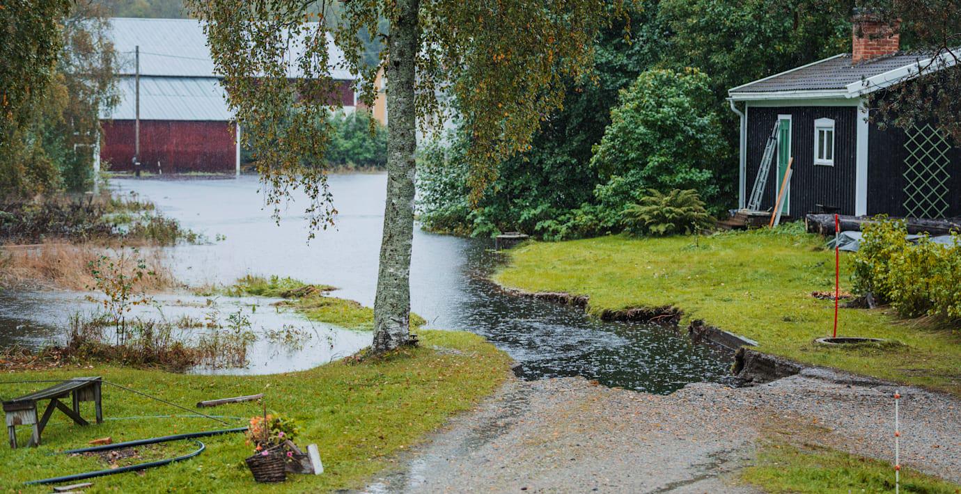 Vintrar försvinner helt i Sverige – blir allt blötare