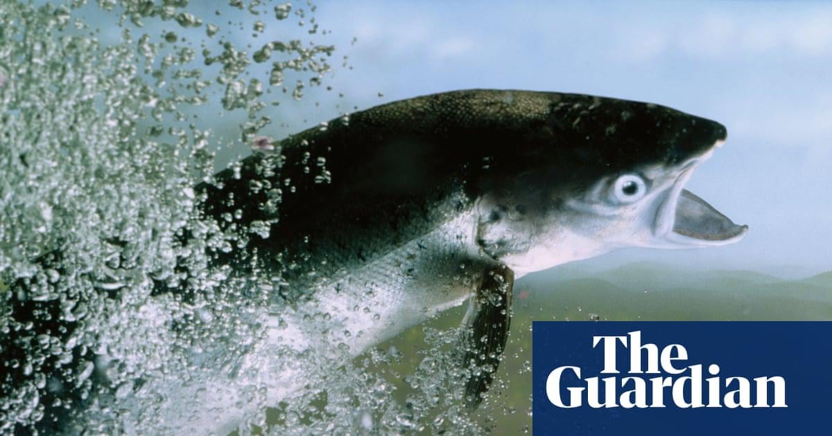 Young Atlantic salmon seen in three English rivers for first time in a decade