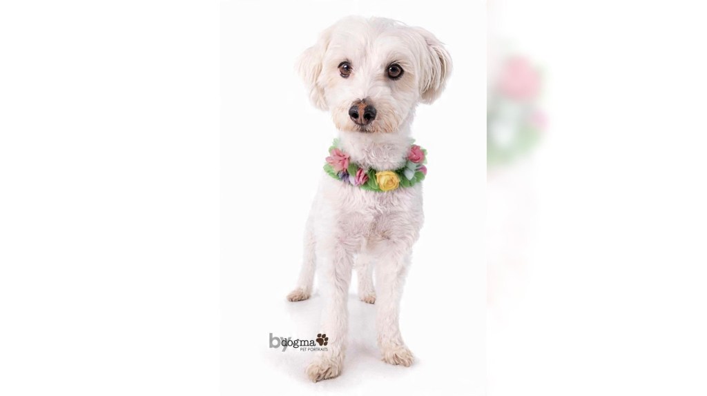 Maltese Patsy needs a special home with lots of love to give – Orange County Register