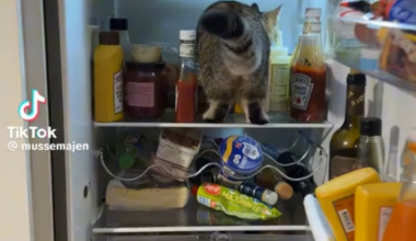 Klart grabben ska på äventyr i kylen!