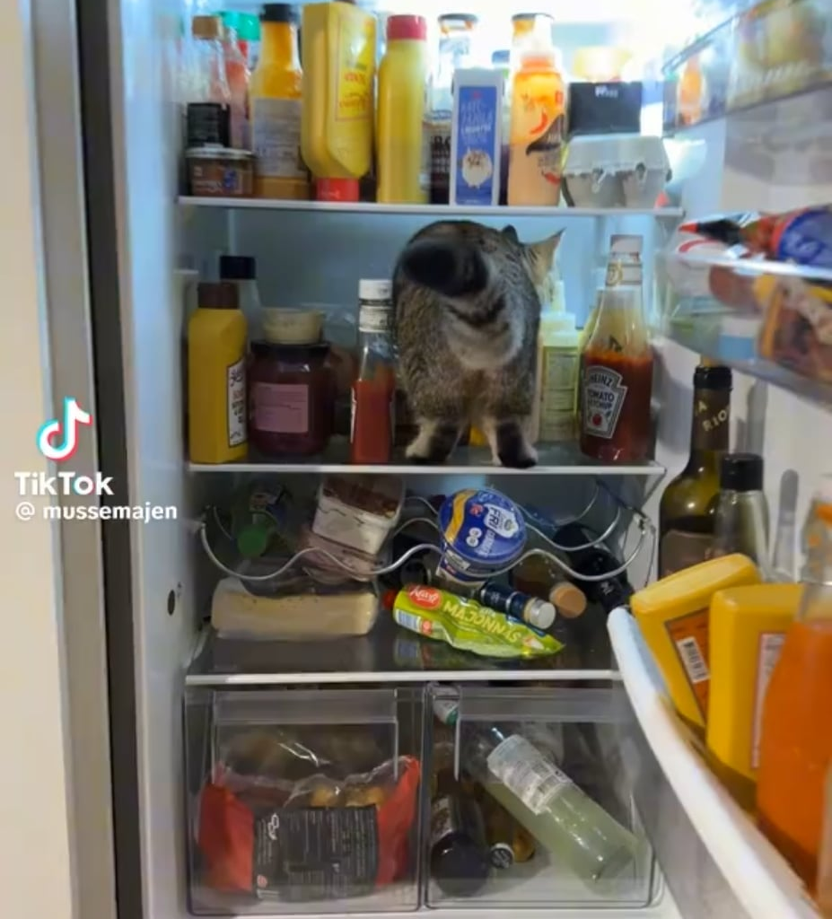 Klart grabben ska på äventyr i kylen!