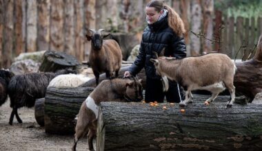 VIDEO Djelatnici zagrebačkog ZOO-a životinjama uručili božićne darove