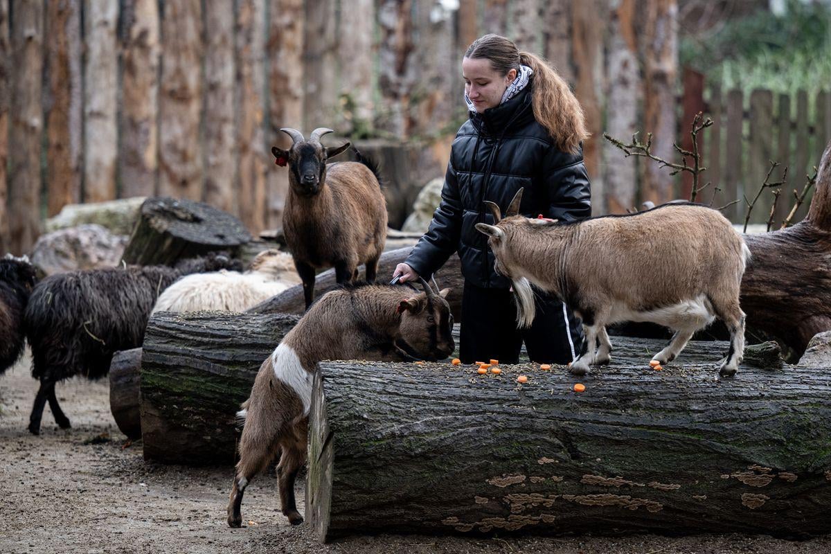 VIDEO Djelatnici zagrebačkog ZOO-a životinjama uručili božićne darove