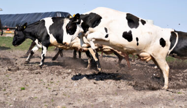 cover EU experts in Cyprus to investigate north’s foot-and-mouth disease outbreak