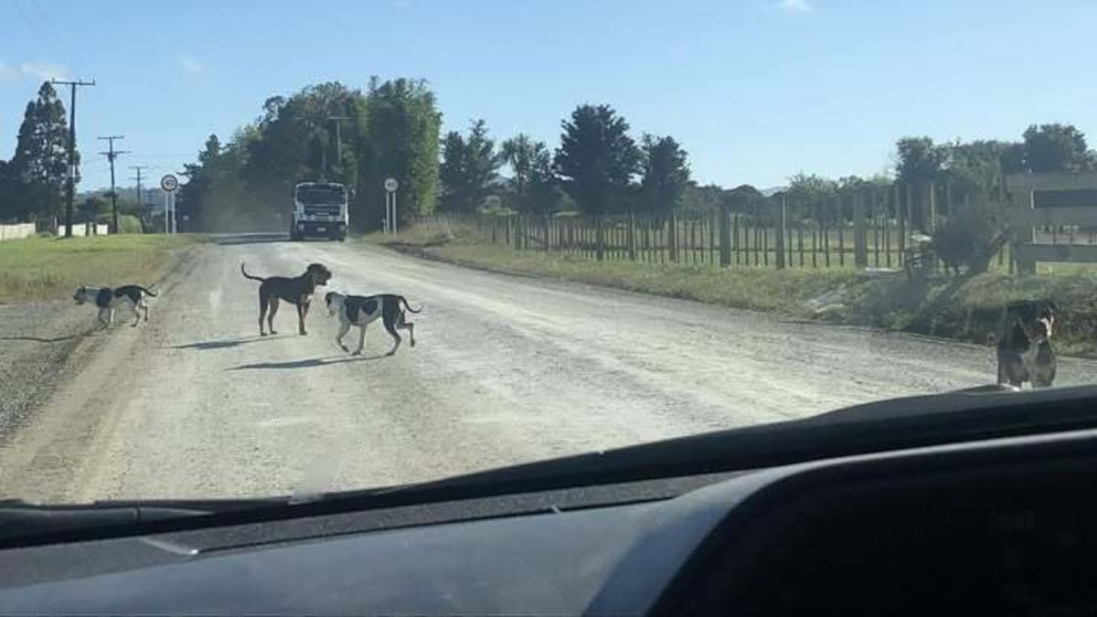 Kaitāia woman sentenced after four dogs injure neighbours in Kaiwaka attack