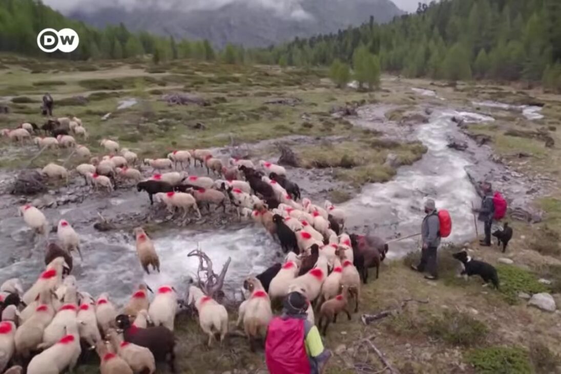 pastores nos Alpes do Tirol do Sul mantêm transumância alpina reconhecida como patrimônio mundial da UNESCO e mostram como pastores enfrentam gelo e lobos.