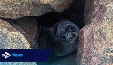 Seal found trapped between two boulders [rock armour] rescued with JCB [telehandler]