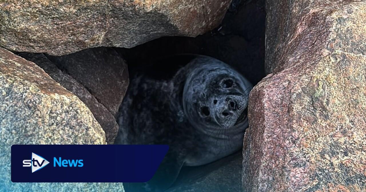 Seal found trapped between two boulders [rock armour] rescued with JCB [telehandler]