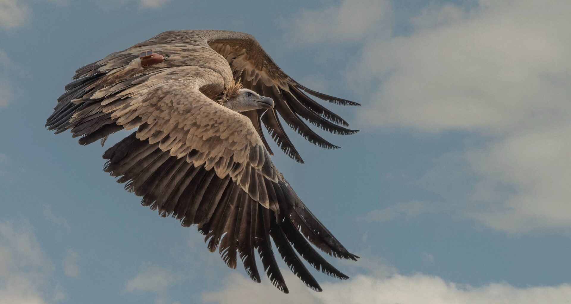 cover Conservationists mourn loss of latest vulture