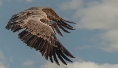 cover Conservationists mourn loss of latest vulture