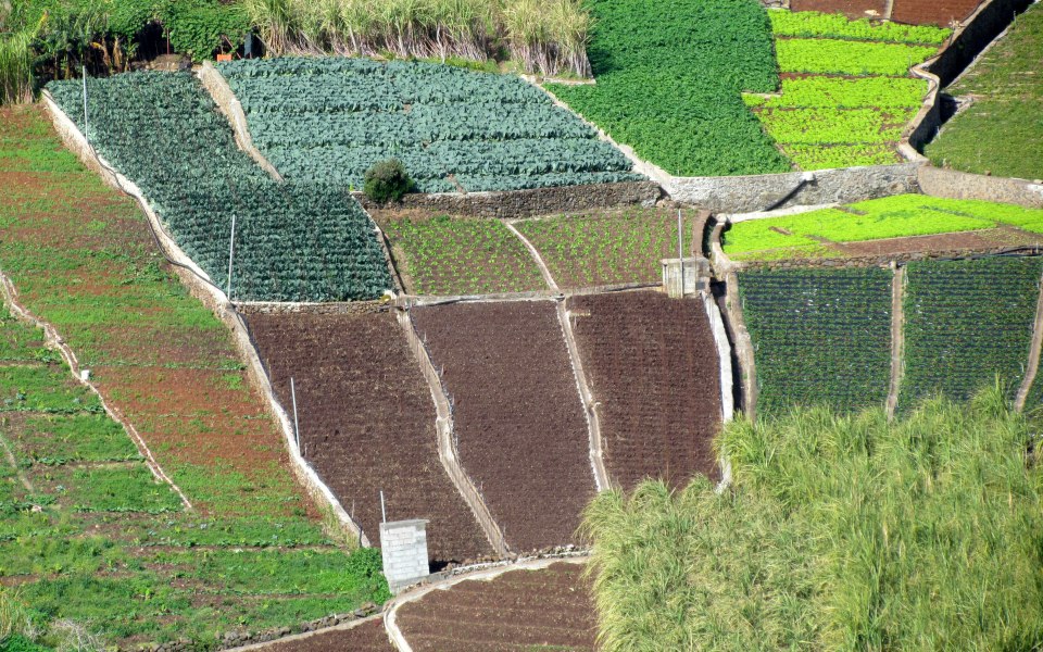 Portugal com segunda maior quebra da UE na produtividade do trabalho agrícola em 2025