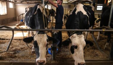 U.S. targeting dairy, Online Streaming Act in USMCA negotiations, top Trump trade official says