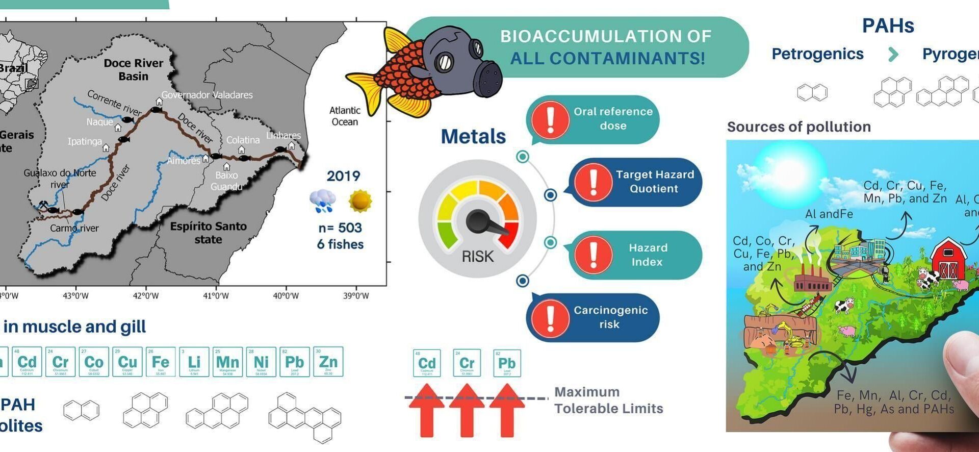 Four years after the Mariana mining disaster in Brazil, river fish remained contaminated