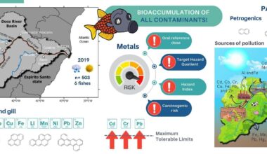 Four years after the Mariana mining disaster in Brazil, river fish remained contaminated