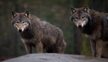 Förvaltningsrätten stoppar vargjakt 2026