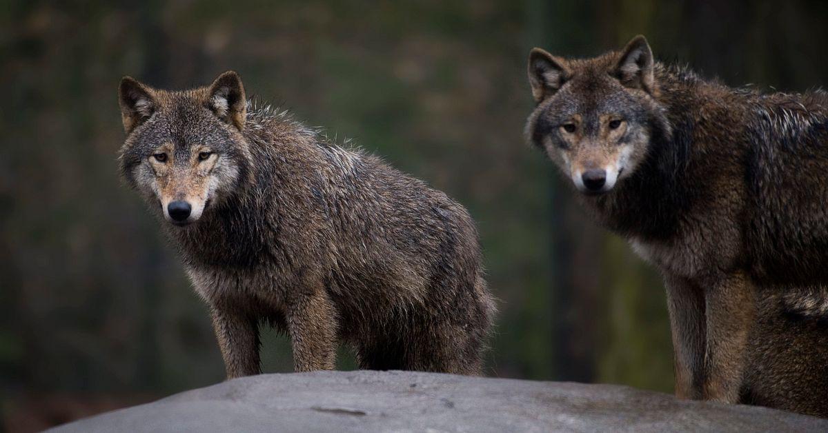Förvaltningsrätten stoppar vargjakt 2026