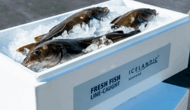 Iceland's cod, haddock auction prices return to level of autumn ceiling