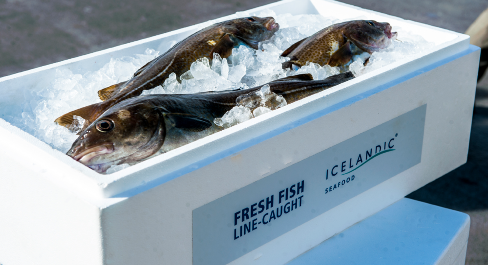 Iceland's cod, haddock auction prices return to level of autumn ceiling