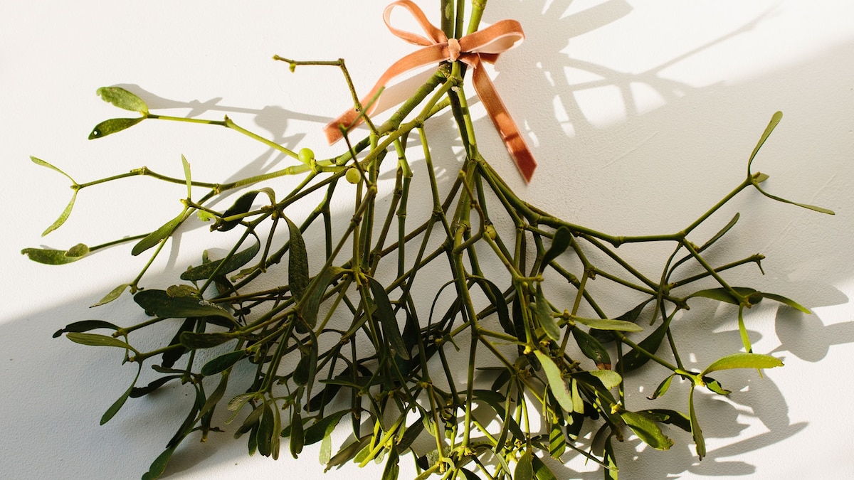 What scientists are still discovering about mistletoe