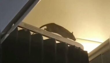 Watch: Stowaway rat turns up on flight from Netherlands to Aruba