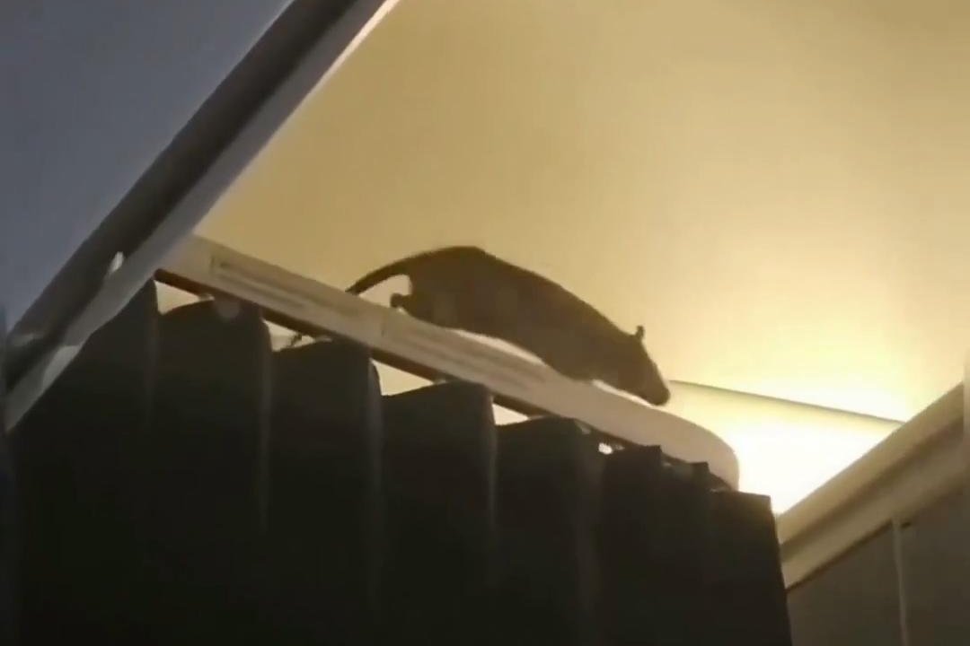 Watch: Stowaway rat turns up on flight from Netherlands to Aruba