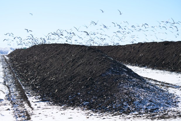 Rows of compost are piled up to cure at the Denver Arapahoe Disposal Site landfill in Aurora on Thursday, Dec. 4, 2025. (Photo by Hyoung Chang/The Denver Post)