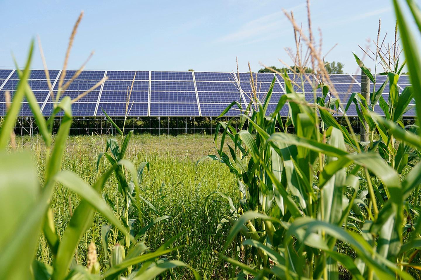 Trump administration admits to targeting blue states for energy grant cuts | Justice Department lawyers argue in a court filing that it is constitutional for the administration to withhold funding based on partisan politics.