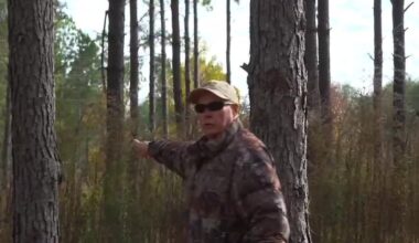 Mississippi timber markets disrupted as EU rule takes effect early