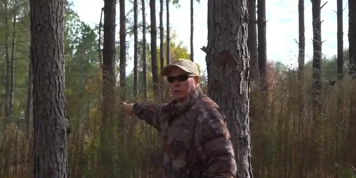 Mississippi timber markets disrupted as EU rule takes effect early