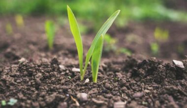 We Can’t Fix the Climate If We Keep Ignoring Soil